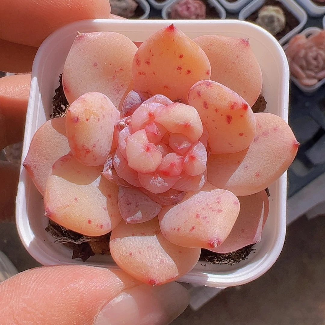 一物一拍30包邮6666