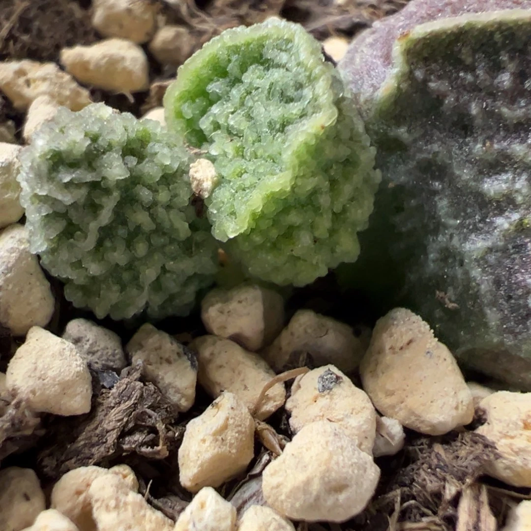 实生新品多肉植物水泡