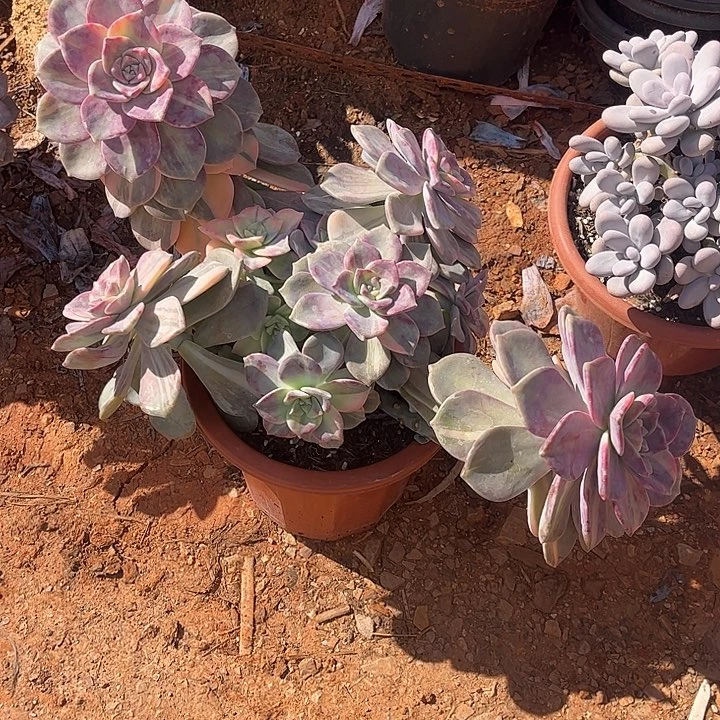 乐***乐紫乐锦大群，一物一拍