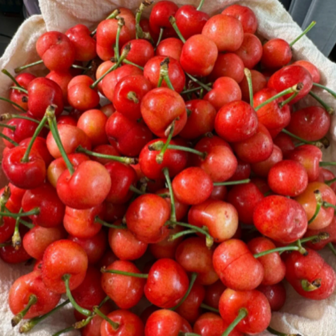 【冰糖脆】布鲁克斯山东露天大樱桃又脆又甜顺丰冷链包邮现摘现发