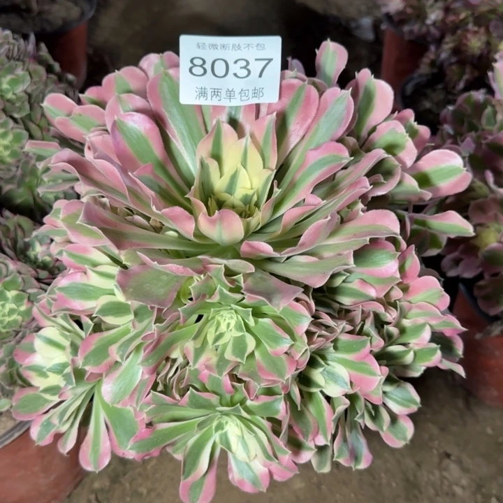8037白凤多肉植物