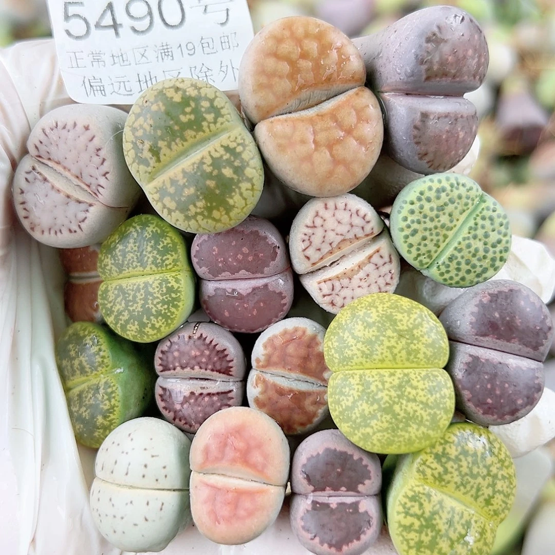 5490 好养易活生石花大母本18个