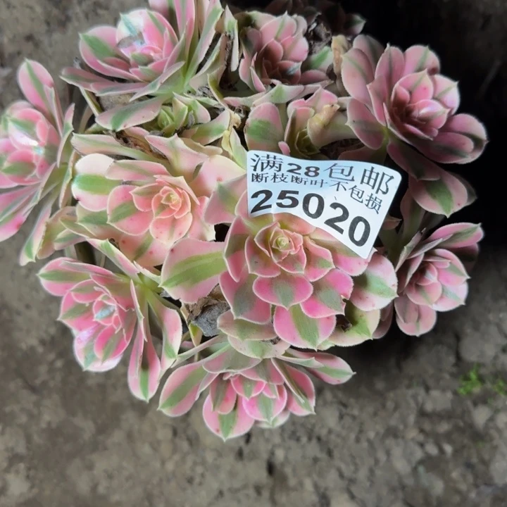 25020女巫多肉植物
