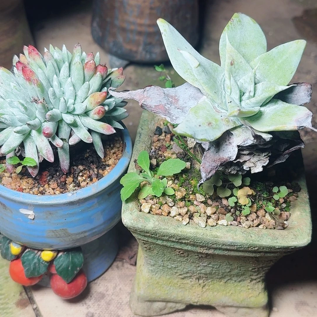 2040两颗下女杯多肉