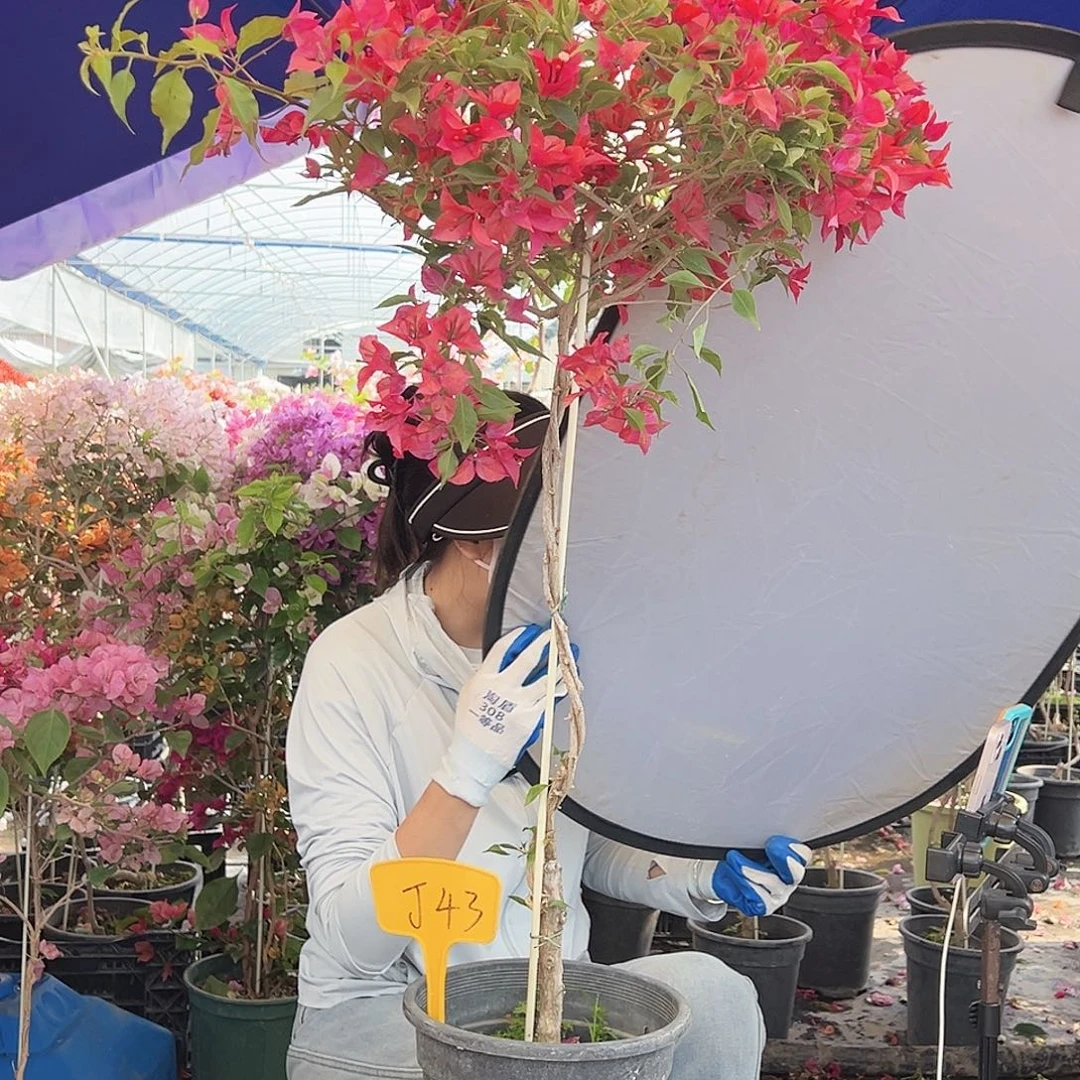 春***了大部分花苞少量开放J43紫桑巴