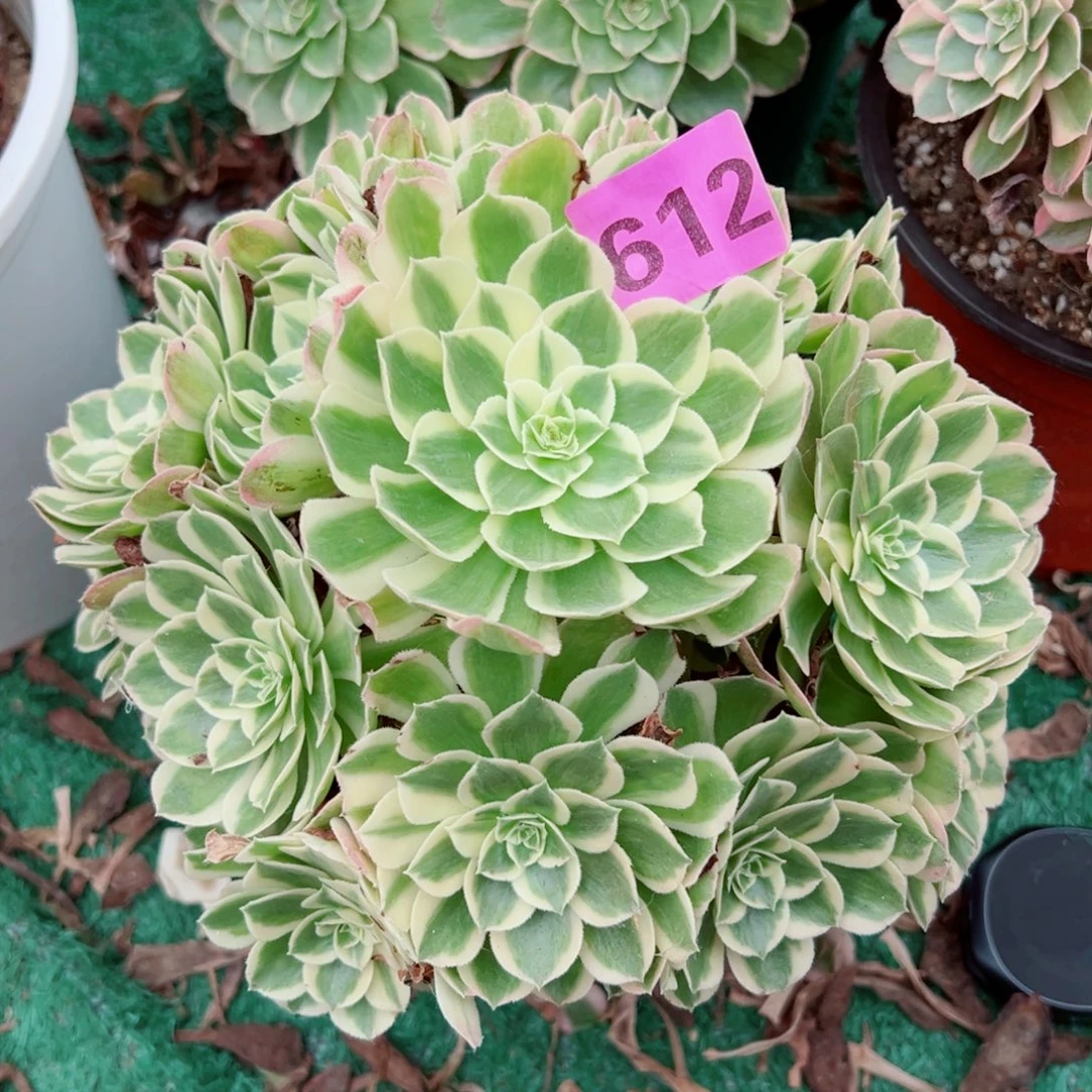 612孔雀翎法师多肉植物
