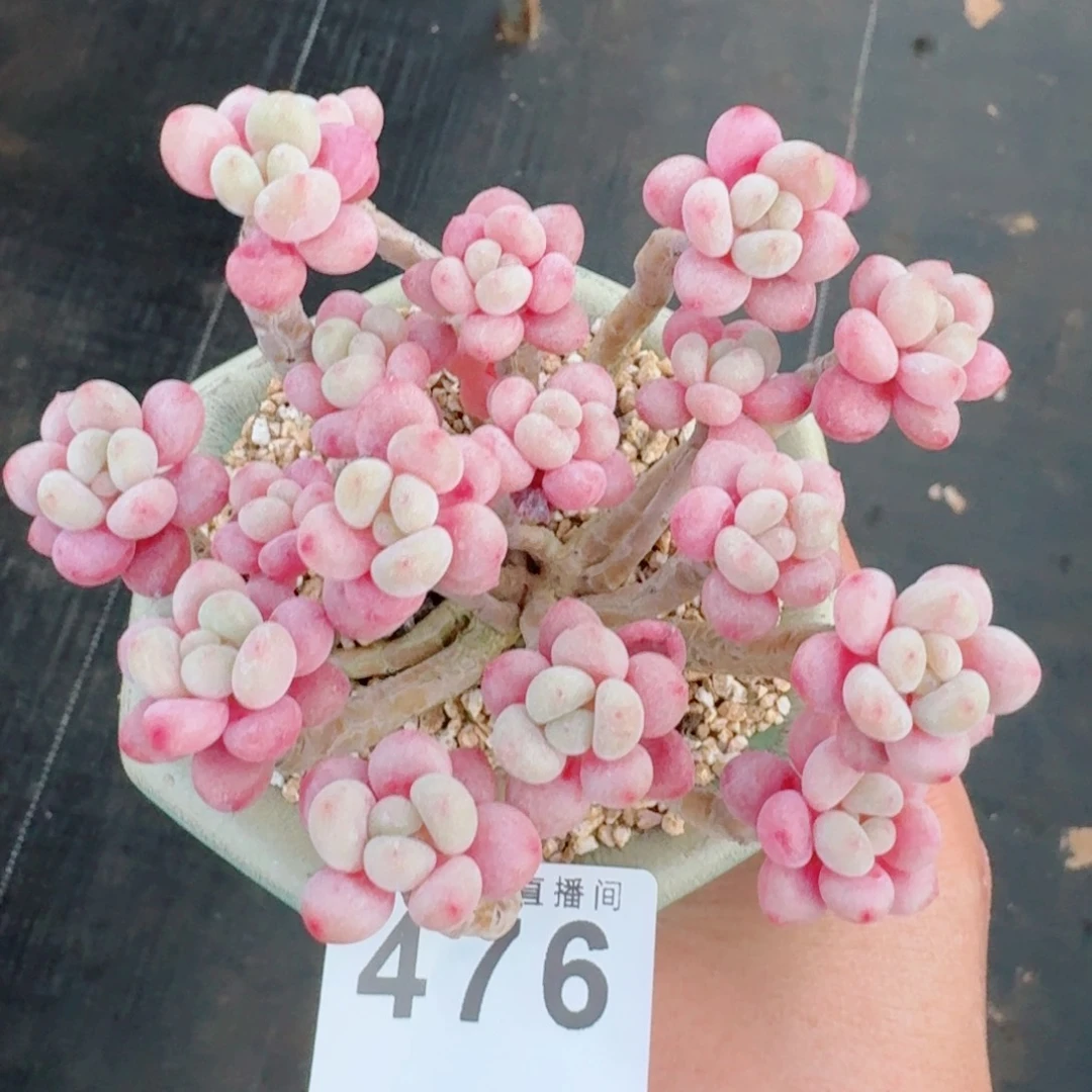 鱼子酱群生整装无砍