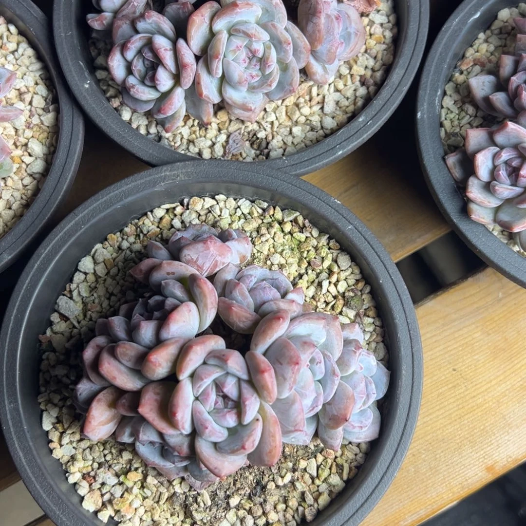 铲屎官诺宝石榴籽多肉发货链接