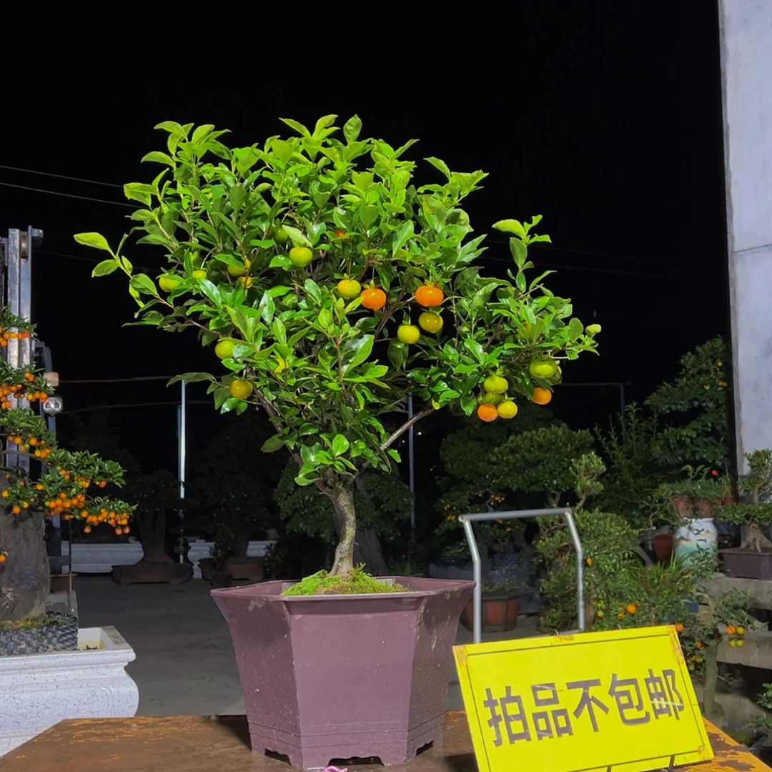 无花朵嫁接金弹子