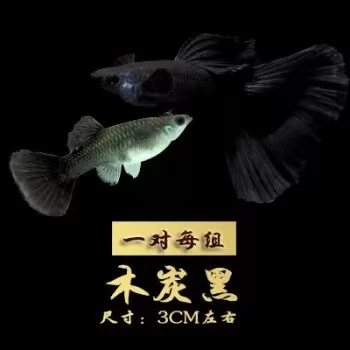 木炭黑孔雀鱼小型热带观赏鱼【入缸后不支持报损介意慎拍】