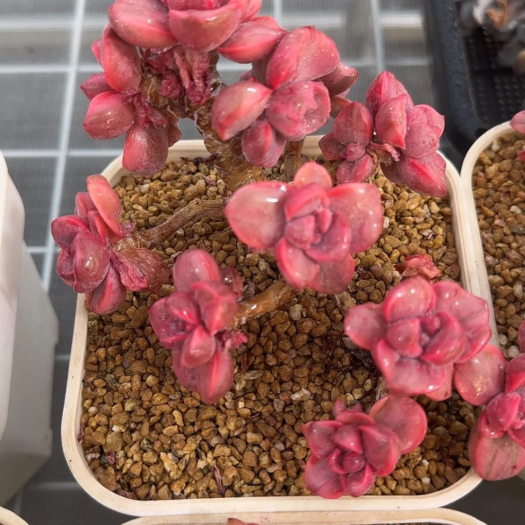 从前慢甄选多肉编号彩虹糖锦