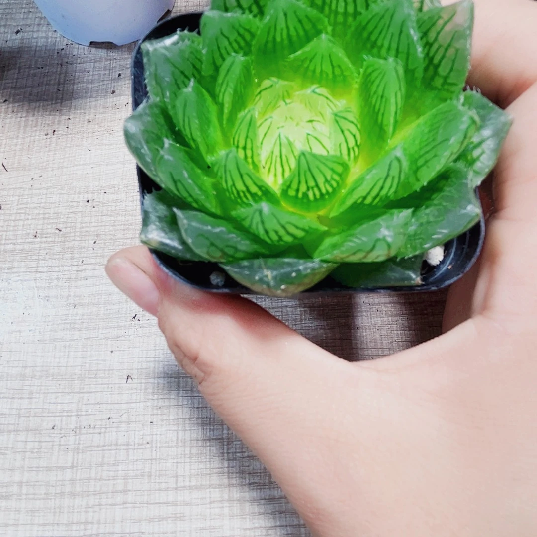 白莲花多肉植物66666