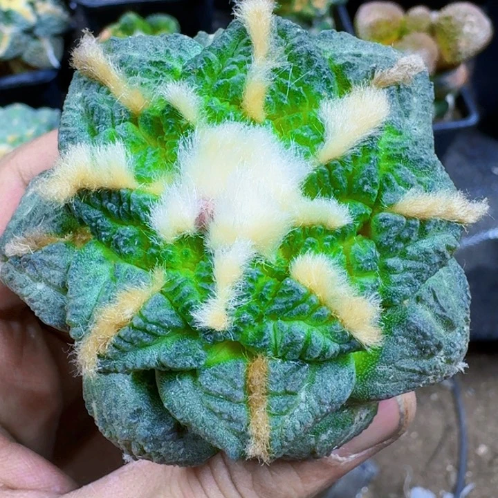 福利苗接龟甲296