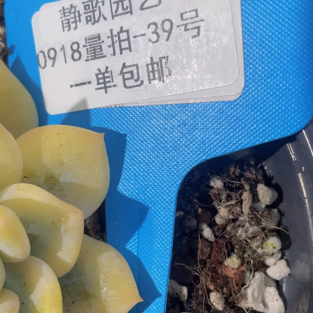 0918-39-尾货梦露锦一k