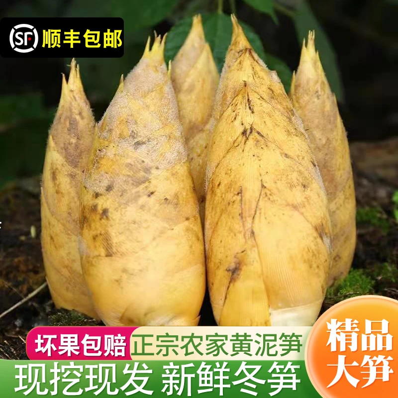 冬笋新鲜现挖野生毛竹笋福建两头尖黄泥笋时令蔬菜