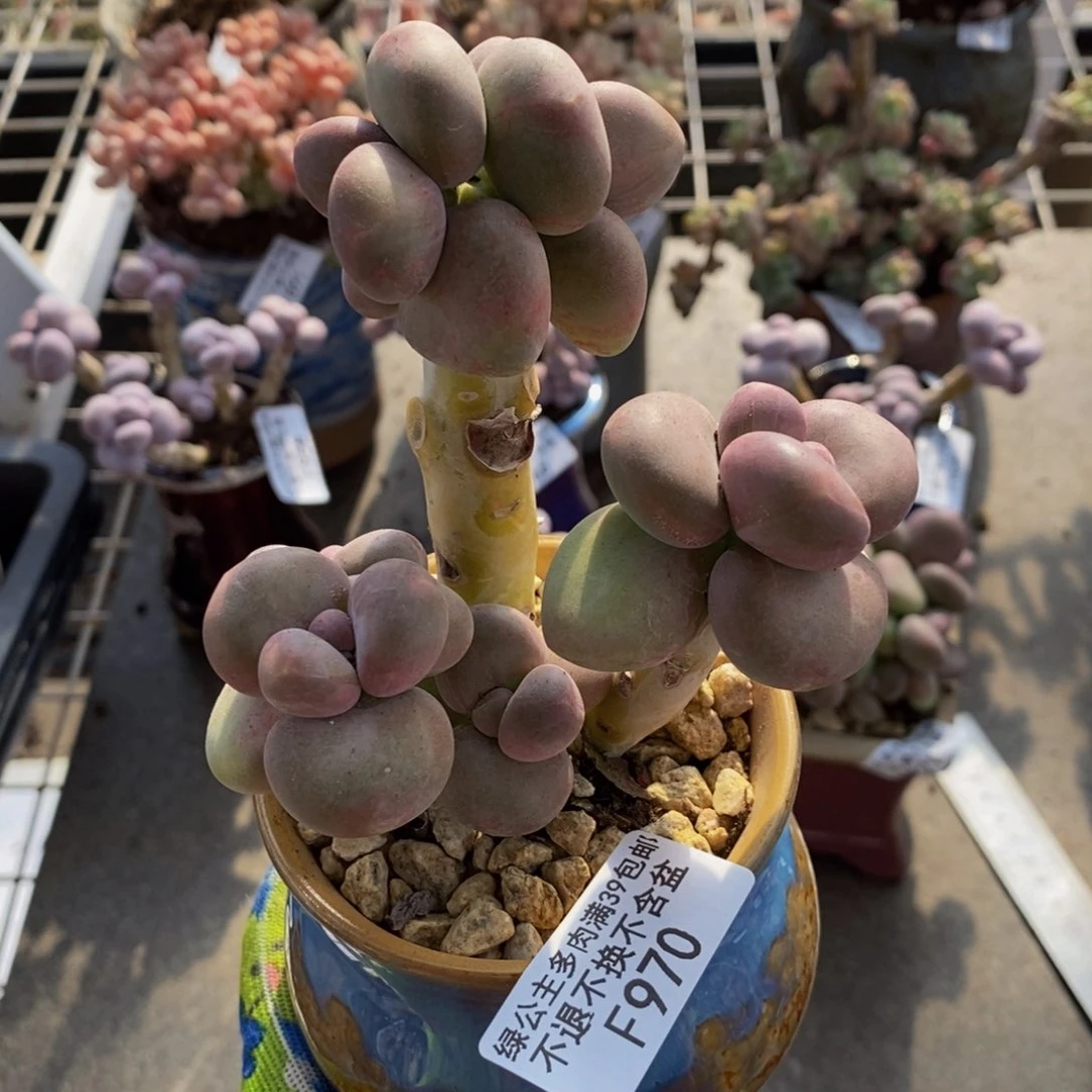 芒果奶酪金蝉Kk奶970/9c m