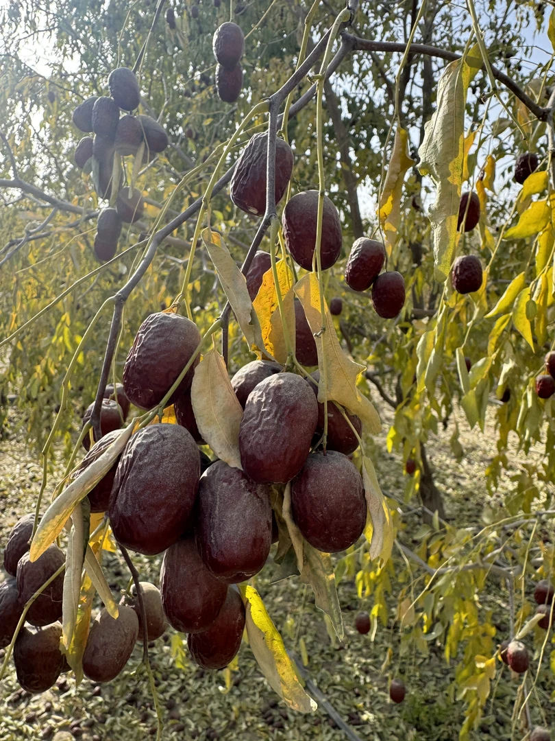 2025年下树新疆灰枣特级一级 原生态自然吊干皮薄肉厚 原产地直发