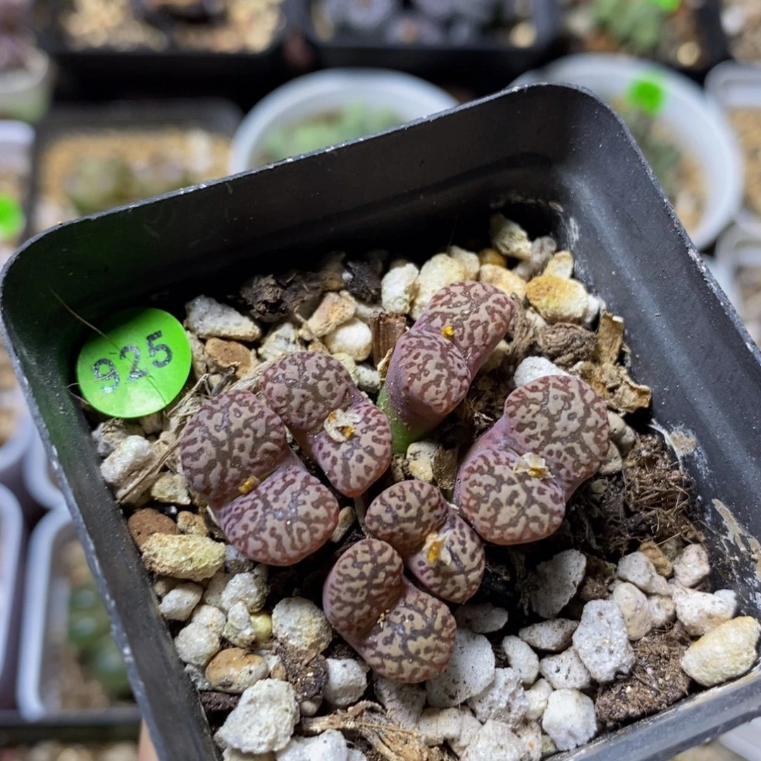 粉鸟漂亮多肉植物925