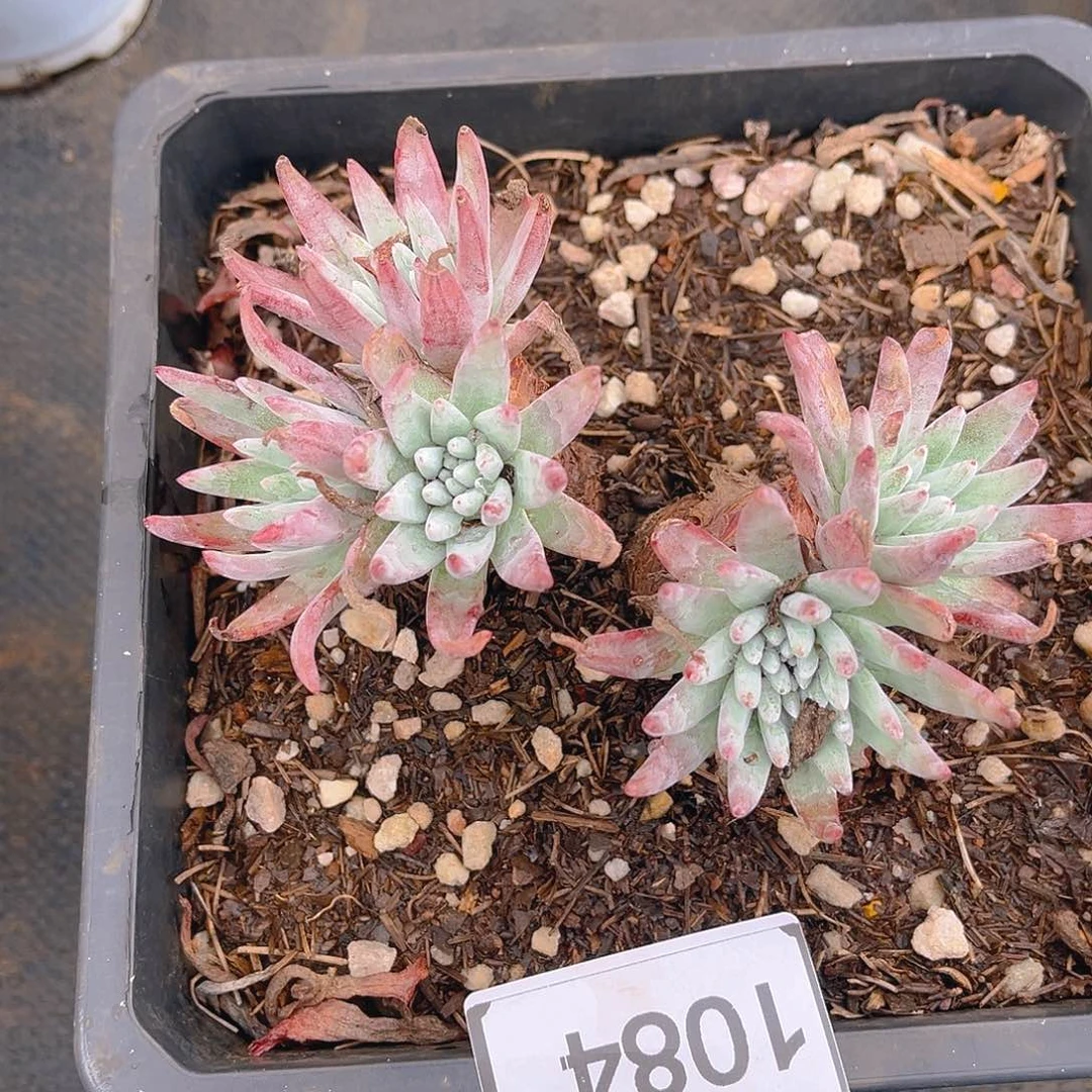 雪花老朱多头特价不售后1084