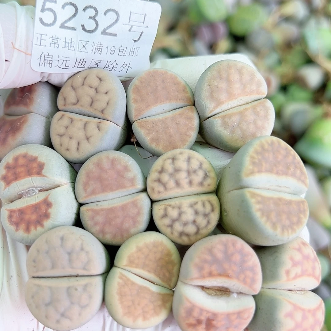 5232 好养易活生石花大母本12个2-2.5cm