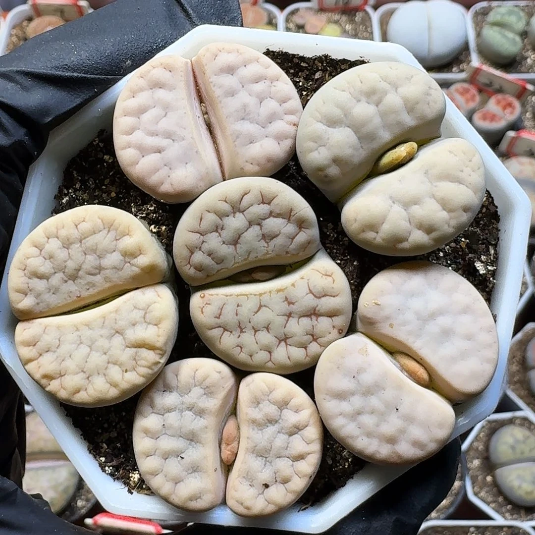 生石花111111。 139