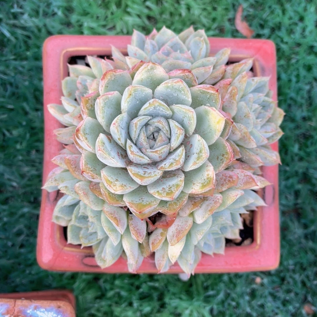 多肉植物盆栽多肉