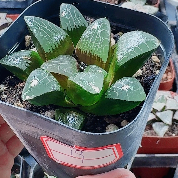 无花朵十二卷 实生手福利