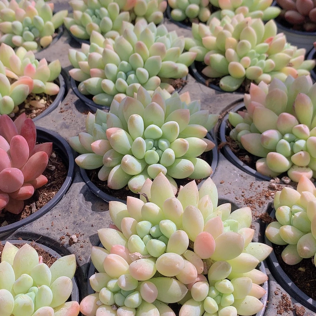 七彩奶糖34678999990