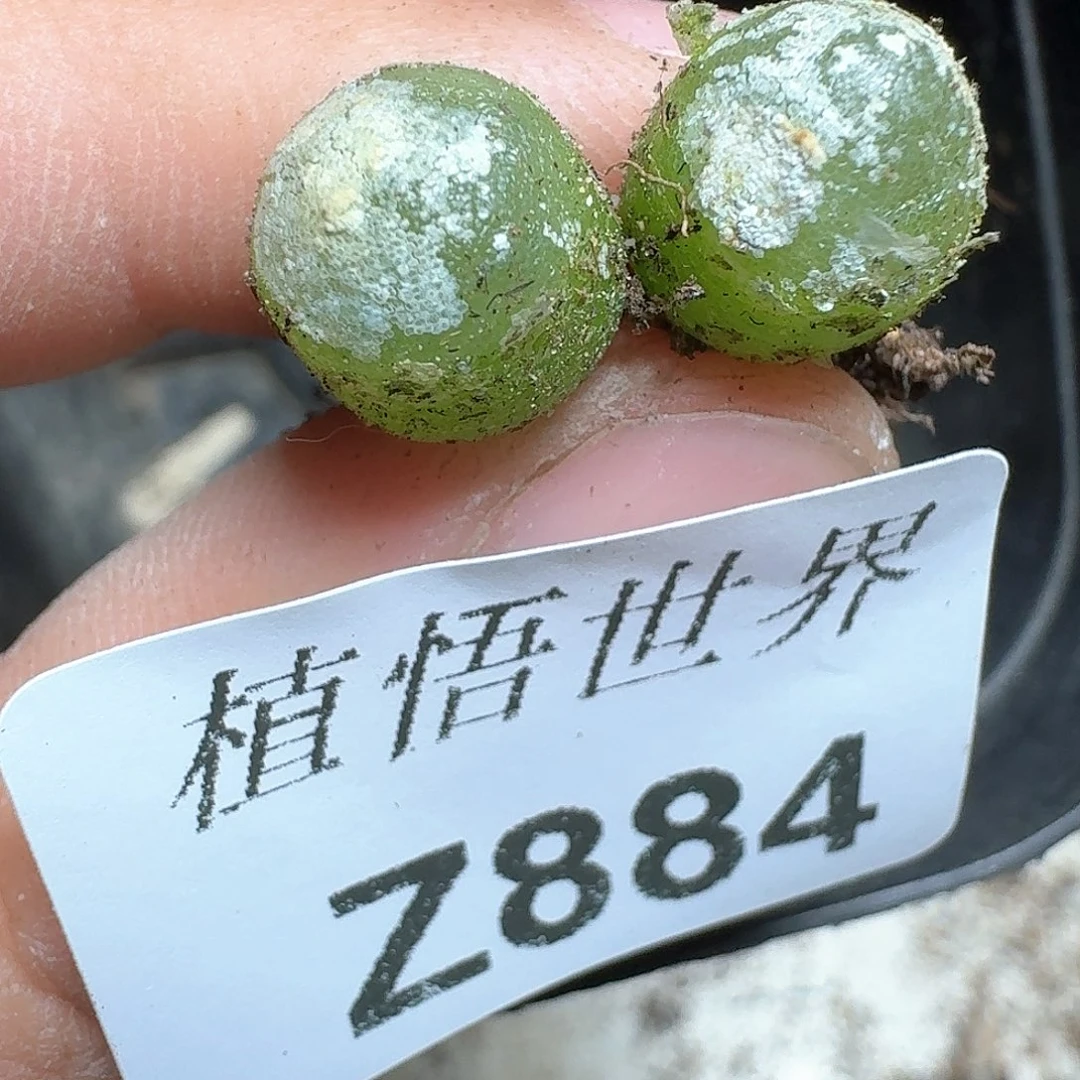 884号多肉植物哇c v