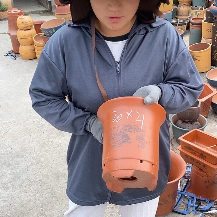 紫砂花盆紫砂花盆盆栽植物花卉苗木种植