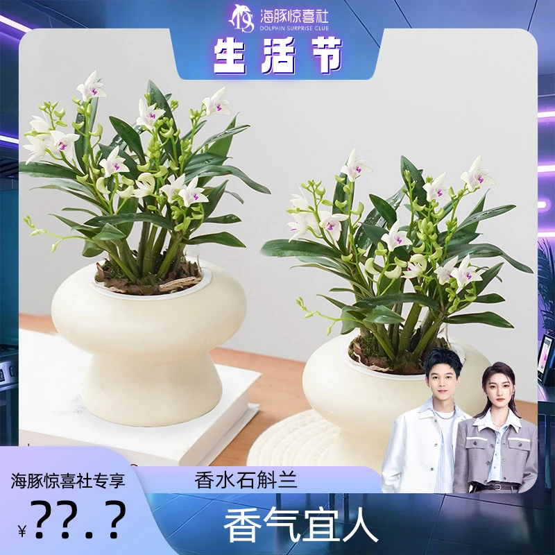 石斛兰盆栽带花苞植物室内花好养活四季开花香水石斛兰绿植