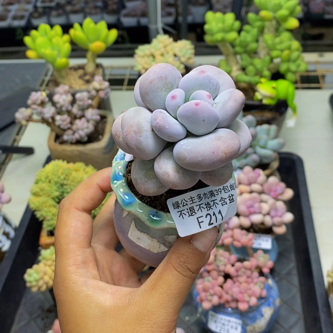 爱****.211大叶奶多肉6c m