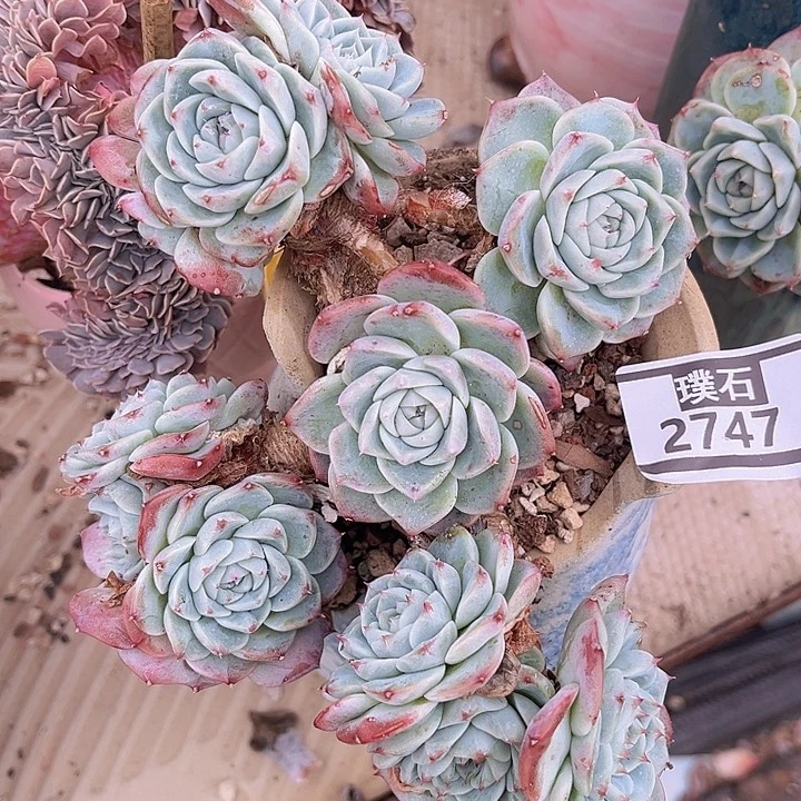天鹅绒2747多肉植物