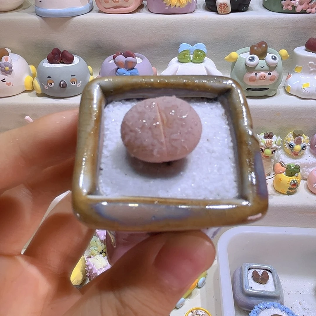 028高端多肉带盆带土