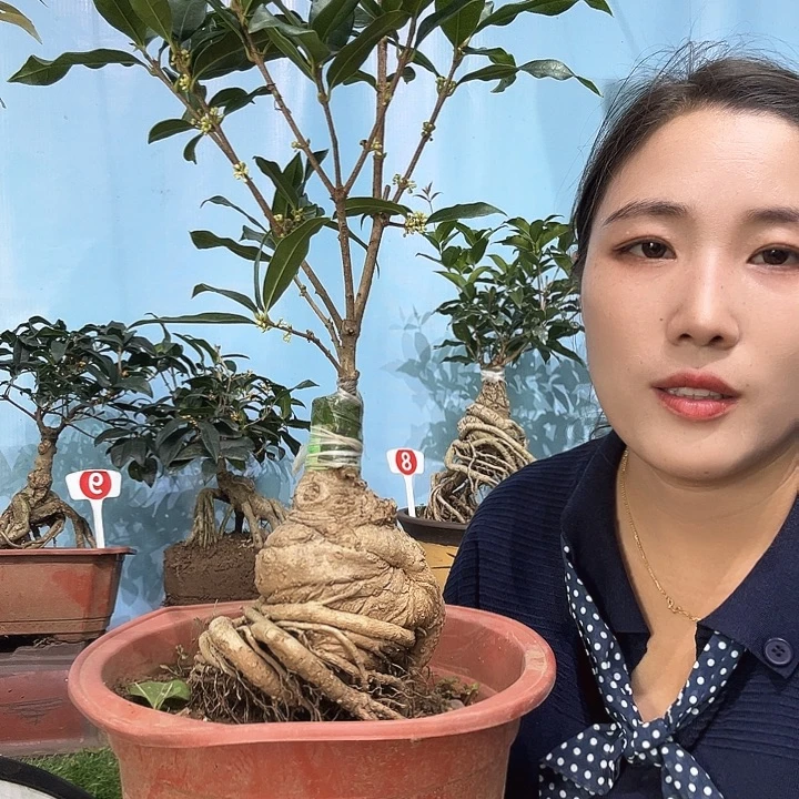 用***3无花朵老金桂111111