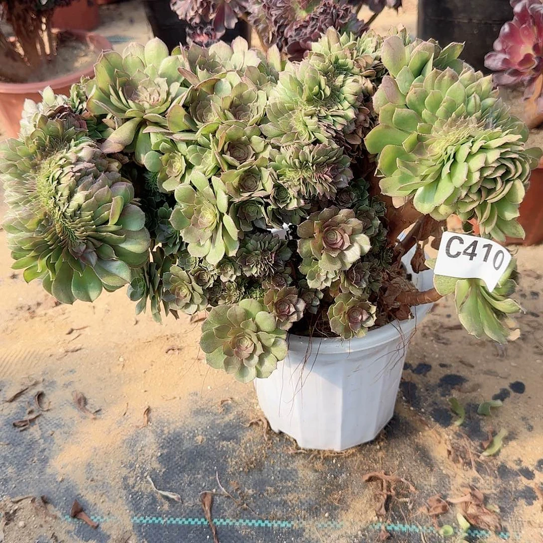 410万缀有伤一颗呀呀