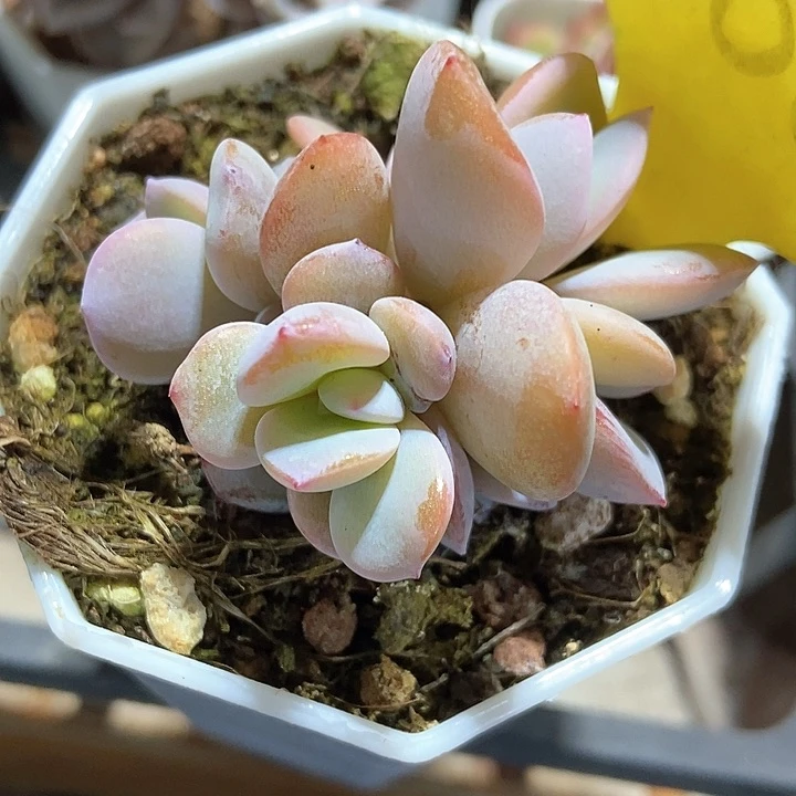 多肉植物韩版奶茶1866