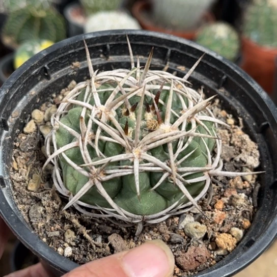 当前无花栽培后可以开花实生刺包球碧岩玉