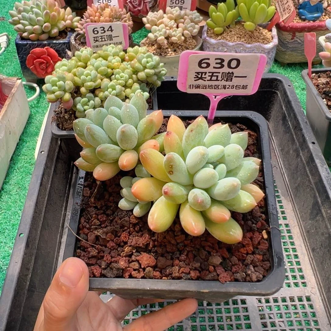 表妹精品多肉植物630.
