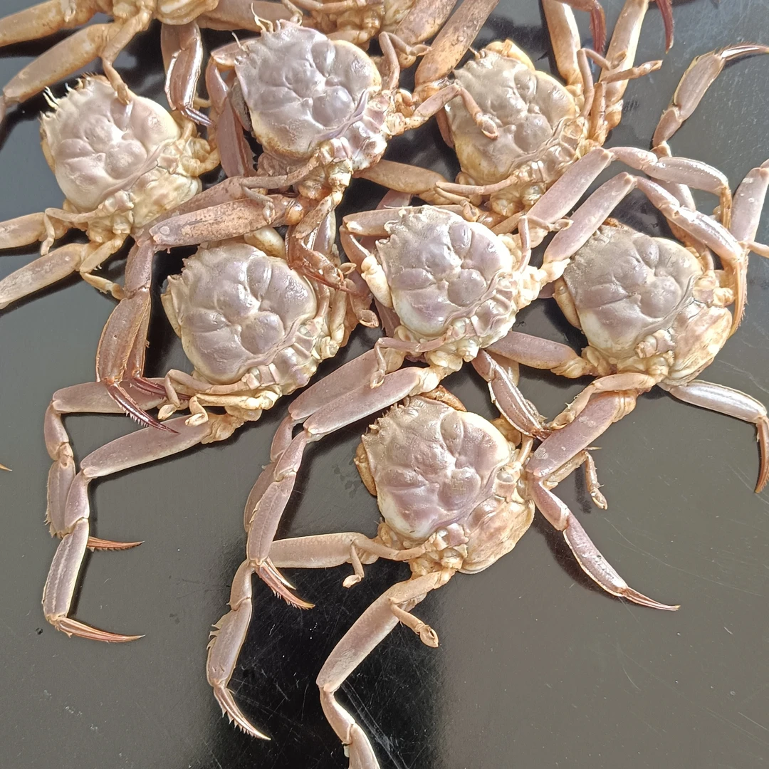 摆件挂件深海人面螃蟹关二爷之面相天然生成寓意海纳百川门神之意