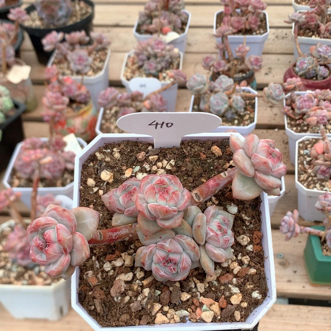 12厘米有砍无根石榴籽 小脸 410