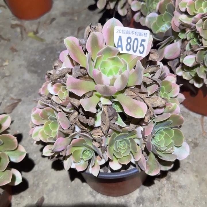 香妃，不包断枝……多肉植物