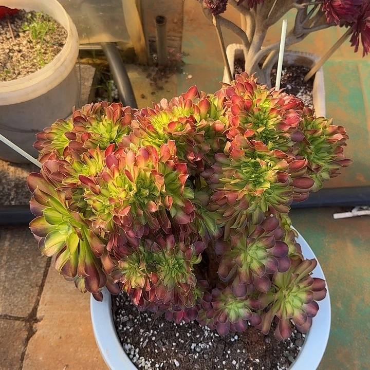 韶华法师老庄缀化