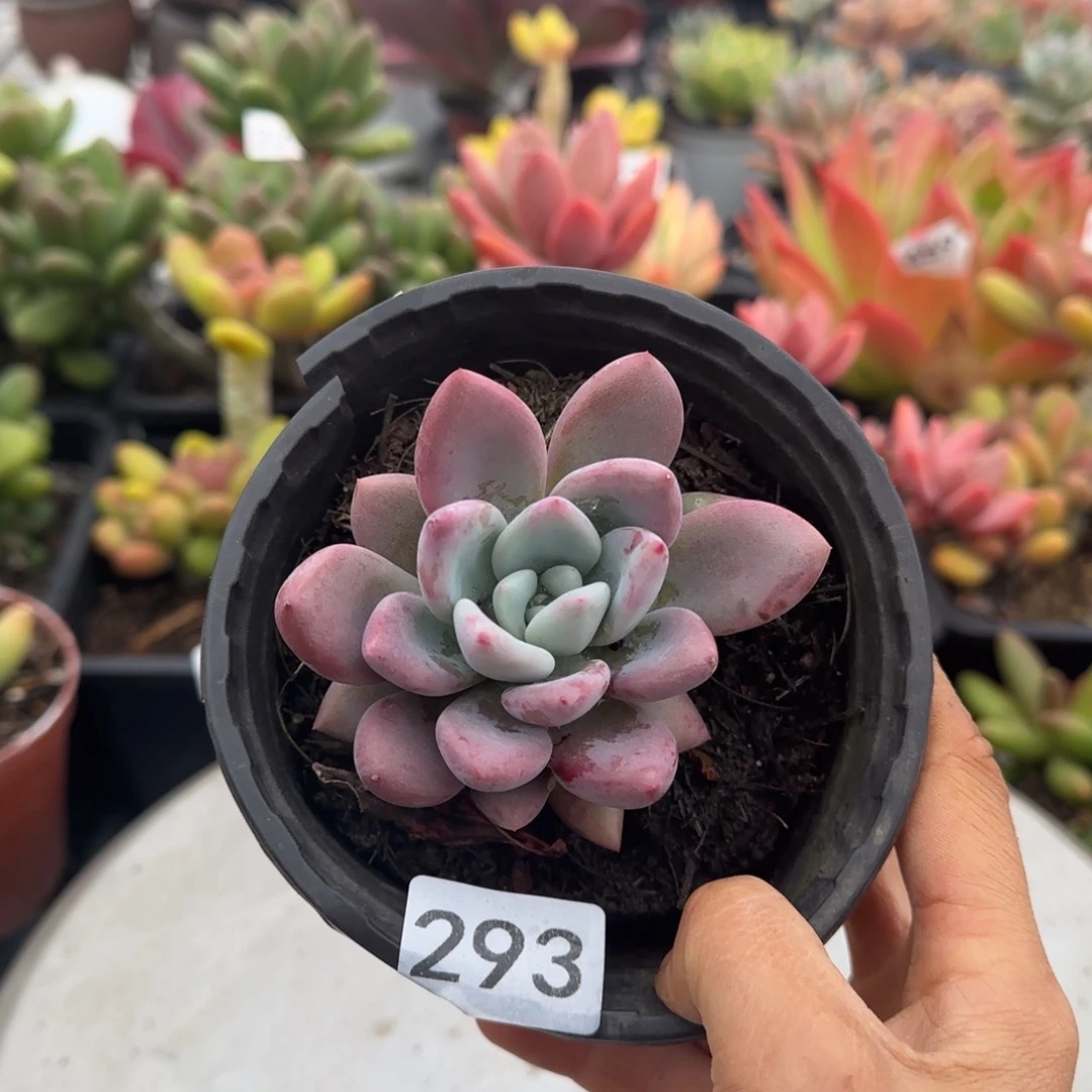 293号一物一拍一物一拍