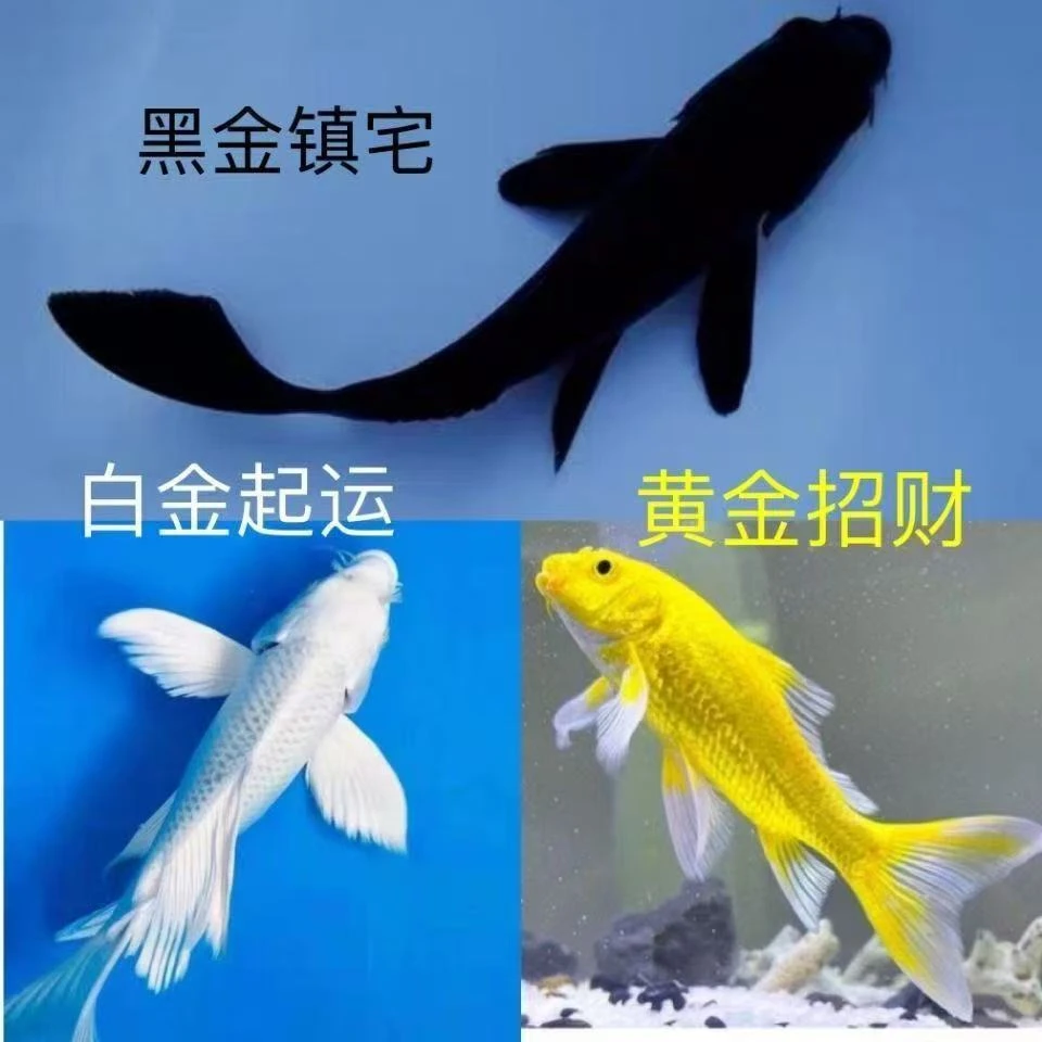 7~9cm精品锦鲤金鱼好养耐活四季适养冷水淡水鱼