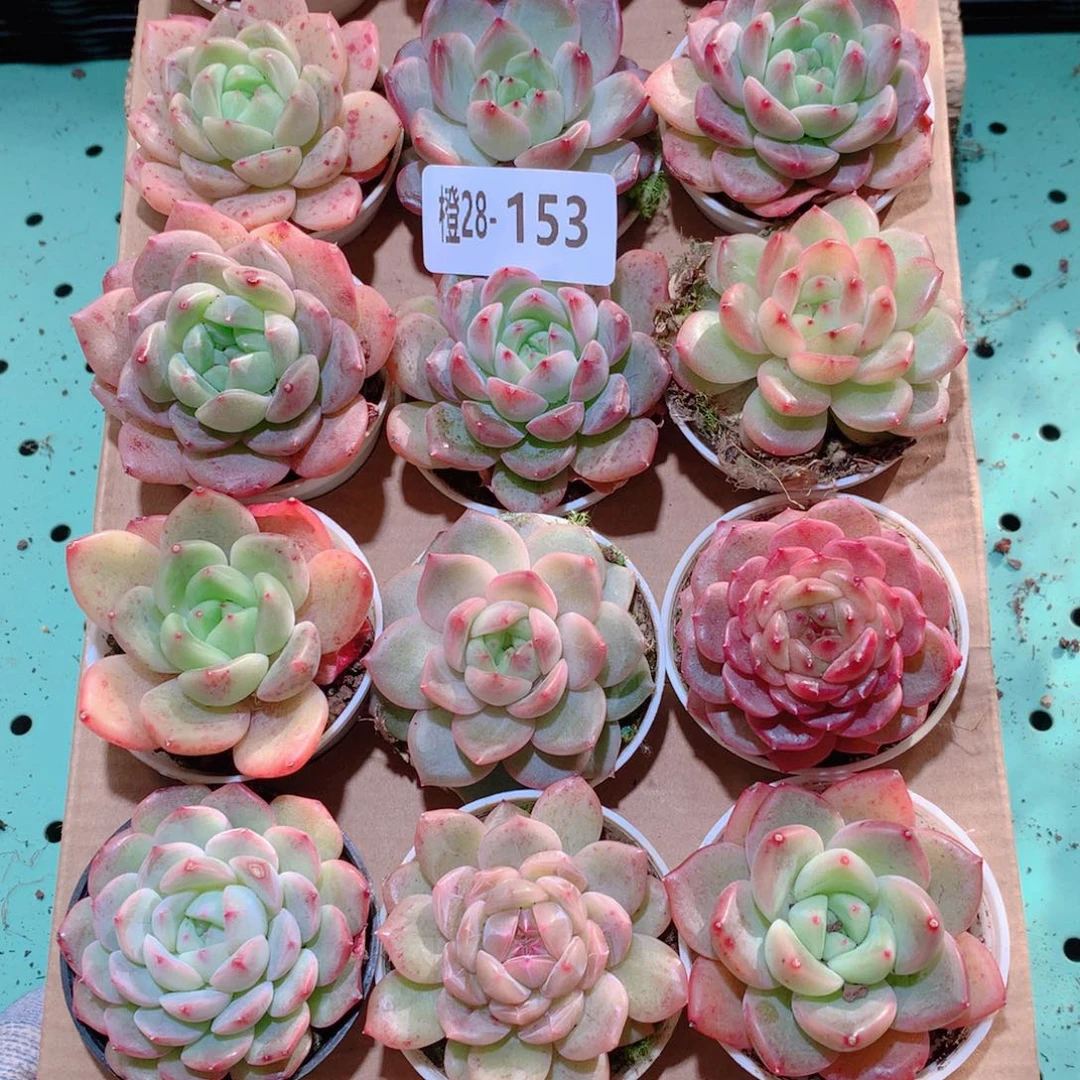 28-153一物一拍多肉带盆18颗