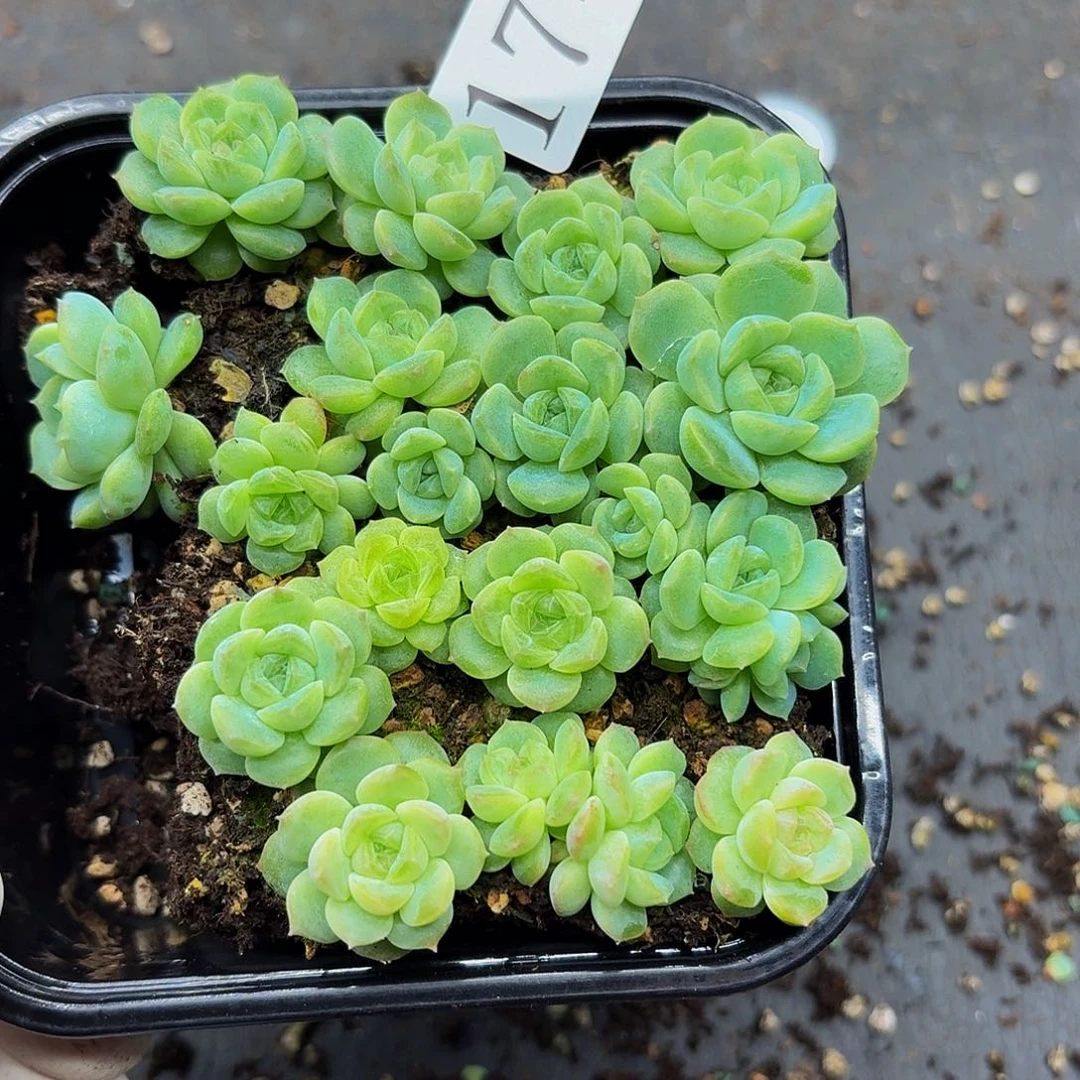 钮***子多肉植物多肉植物174