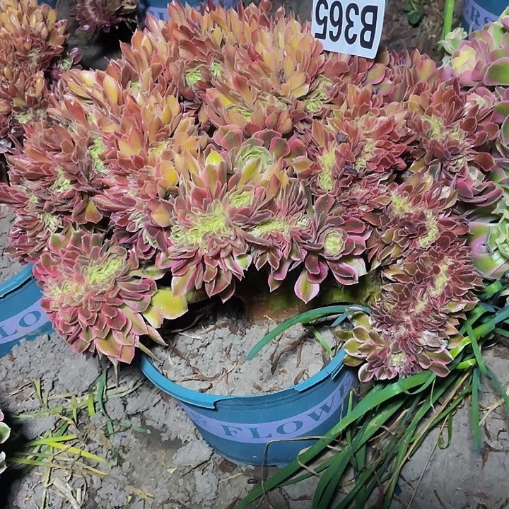 女神法师15////44包邮