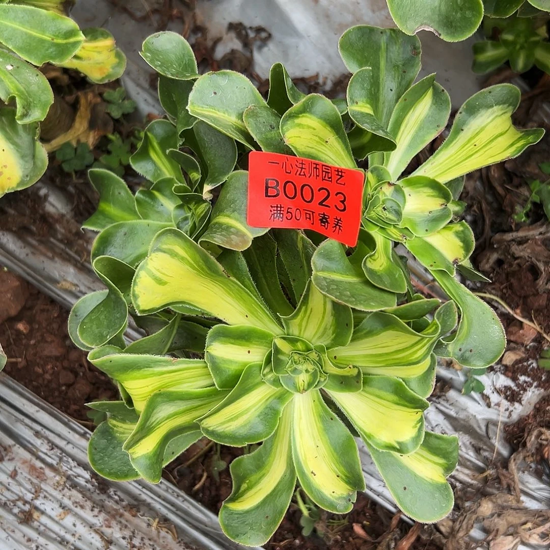 0023多肉植物暴君群