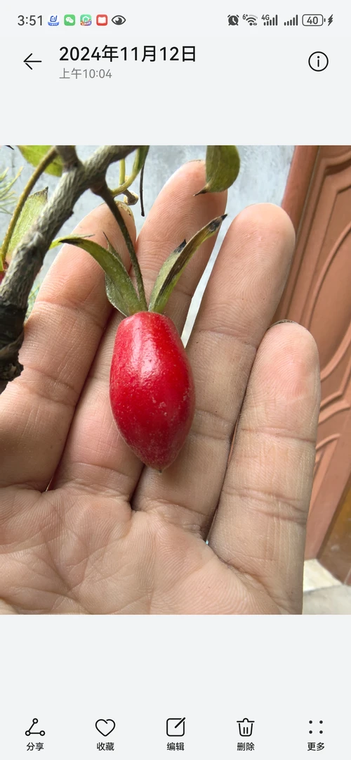老鸭柿东方龙嫁接张亮首发